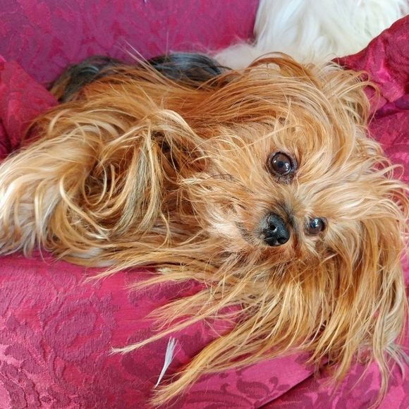 Hi, I'm Eve...& I'm a Poshaholic! - Picture 2 of 8